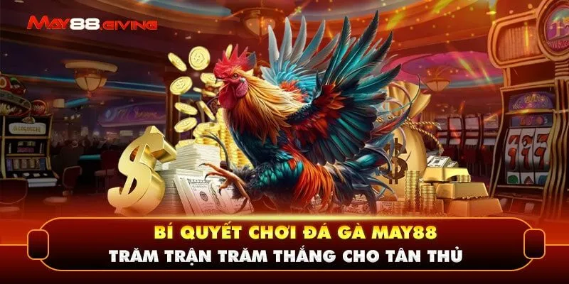 Bí Quyết Chơi Đá Gà May88 Trăm Trận Trăm Thắng Cho Tân Thủ