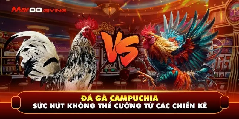 Đá gà Campuchia - Sức Hút Không Thể Cưỡng Từ Các Chiến Kê